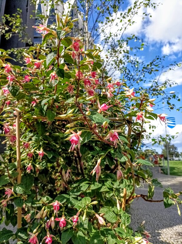 Вспомним лето ) - Veera V