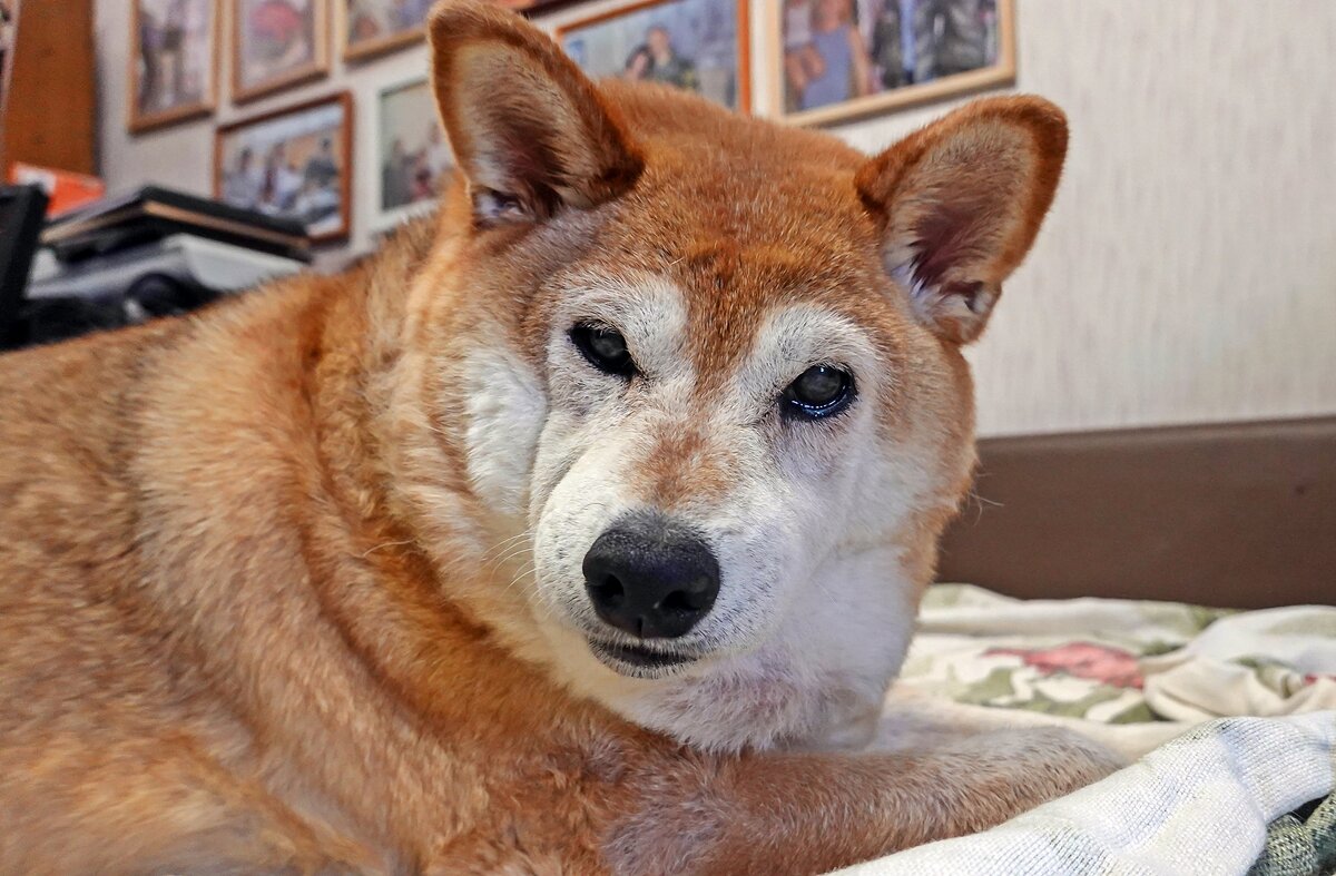 Фотограф! Дай поспать! - Валерий Иванович