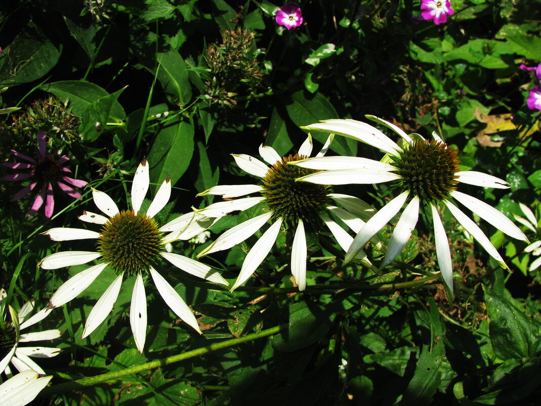 Эхинацея белая - Людмила Смородинская