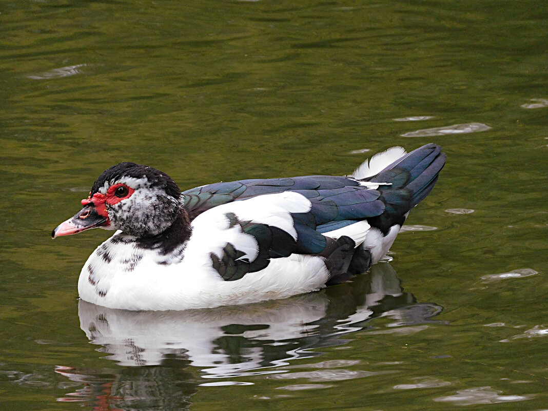 Мускусная утка - Лина 