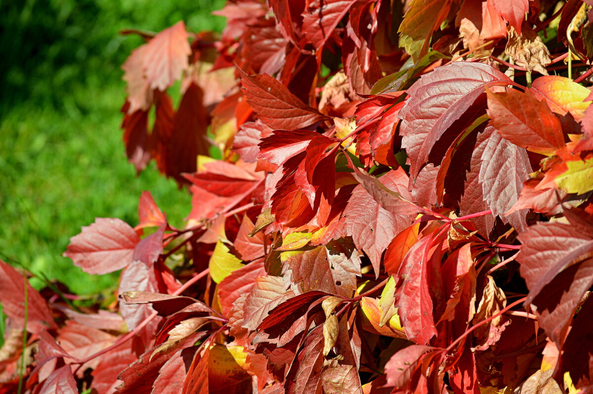 Щедрая на краски осень - Татьяна Лютаева