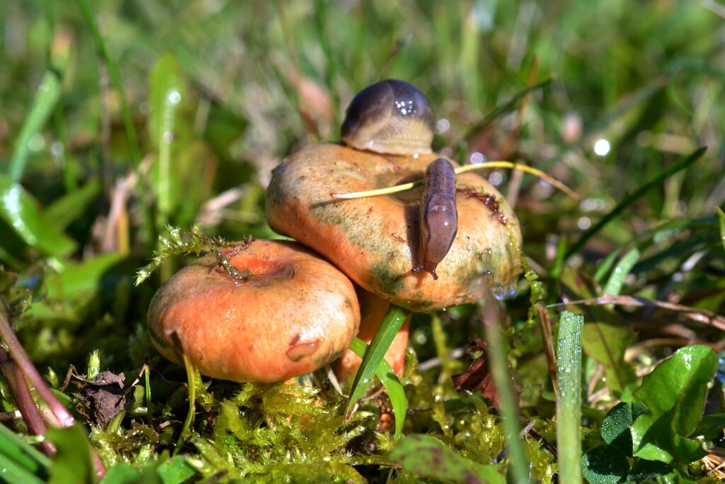 Дочки -  матери... )) - Владимир Хиль