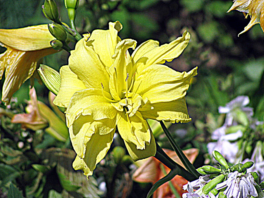 Цветы. - Владимир Драгунский Цветы. - Владимир Драгунский