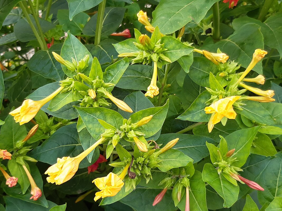 Городские цветы осенью - Галина Минчук