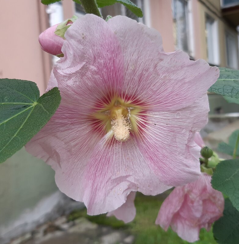 Городские цветы осенью - Галина Минчук