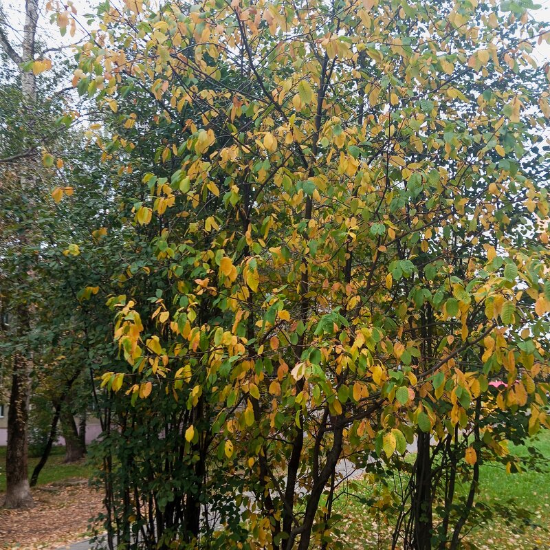 Осень - Елена Семигина