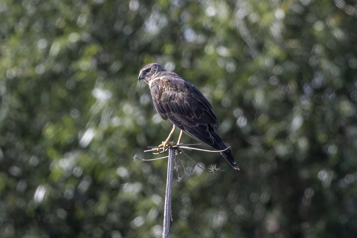 лунь - юрий макаров