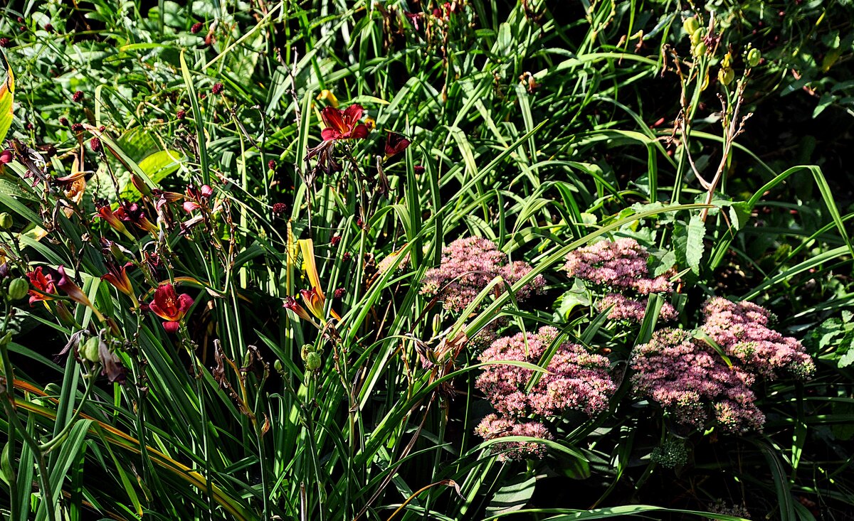 Ещё живут цветы ! ) - Анатолий Колосов