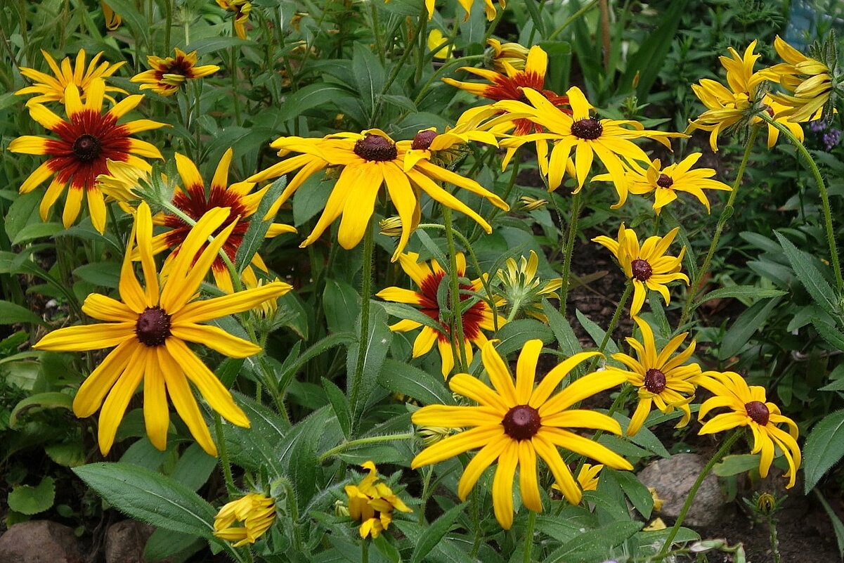 Рудбекия - Рита Симонова