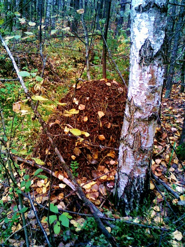 муравейник   лес - Владимир 