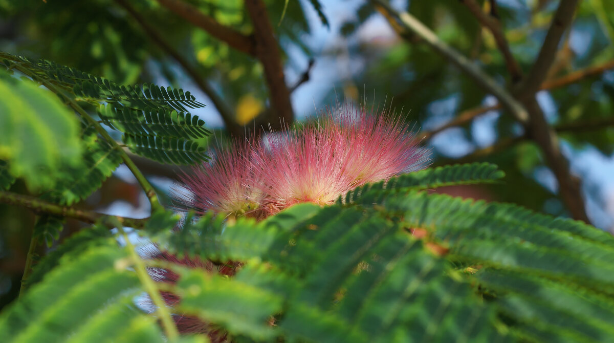 ... - Сергей Лысенко