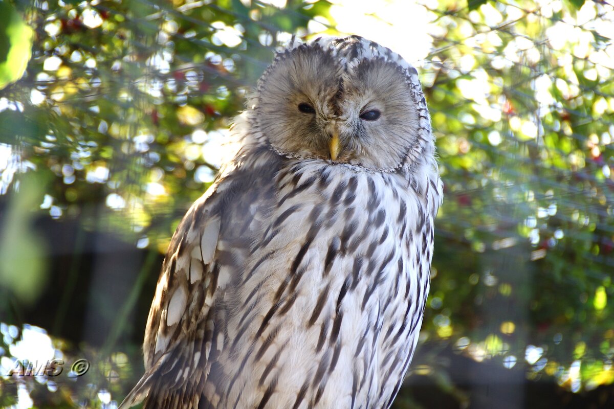 Ещё сова - kolyeretka Ещё сова - kolyeretka