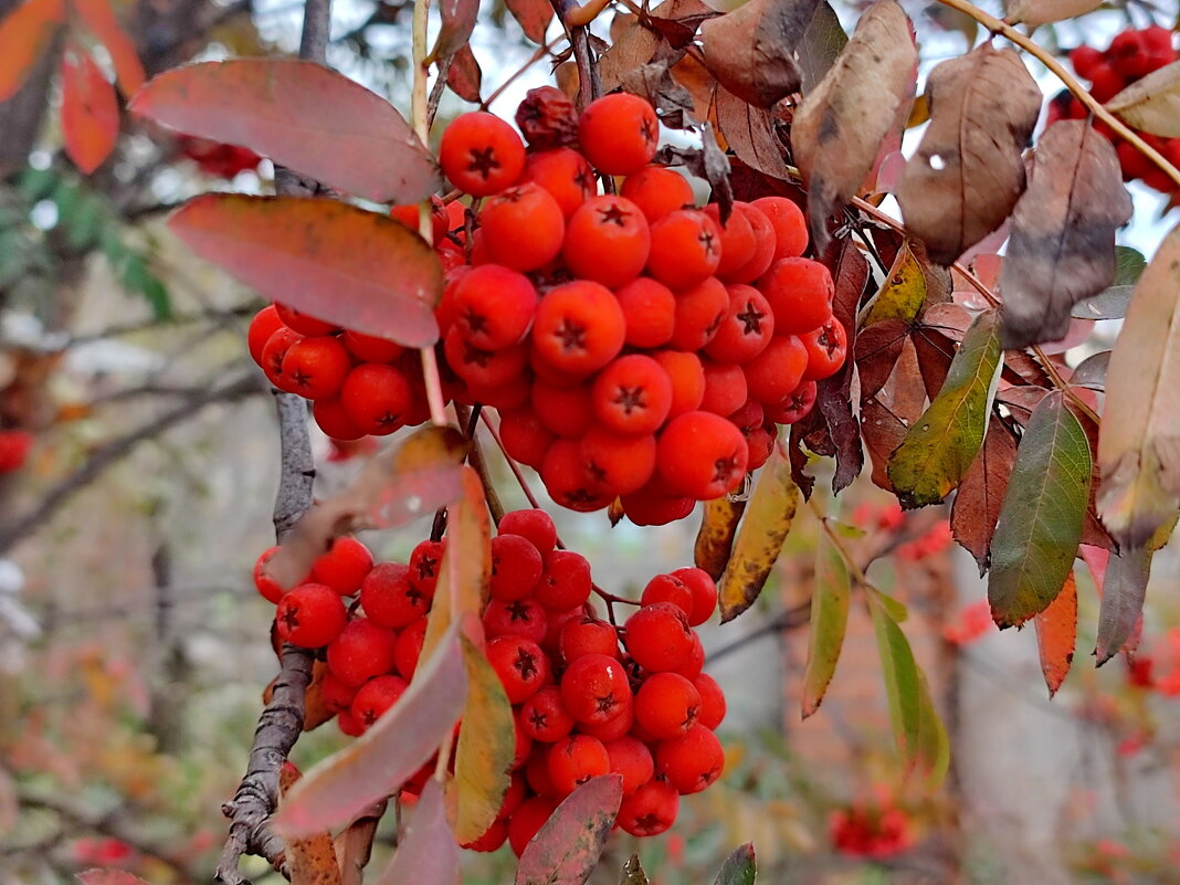 За окном сентябрь - Валентина Богатко 