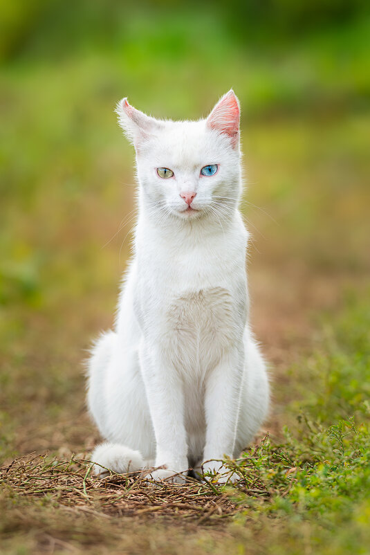 Кот - Alex Bush Кот - Alex Bush