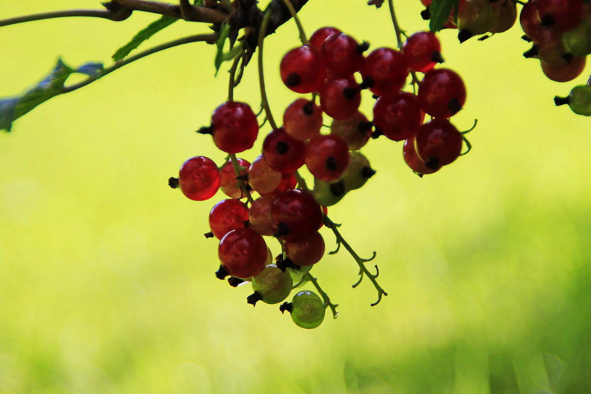 Смородинка :) - Татьян@ Ивановна