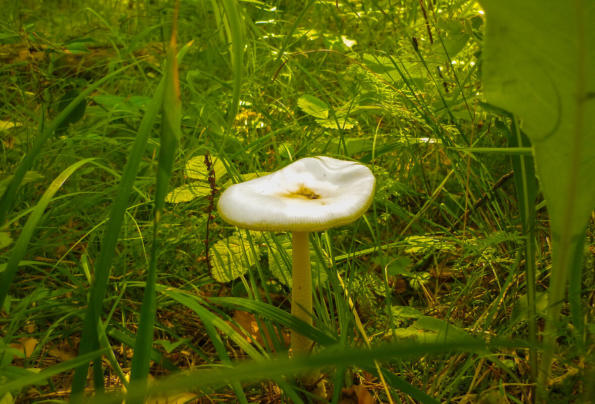 В глубине леса. - юрий Амосов