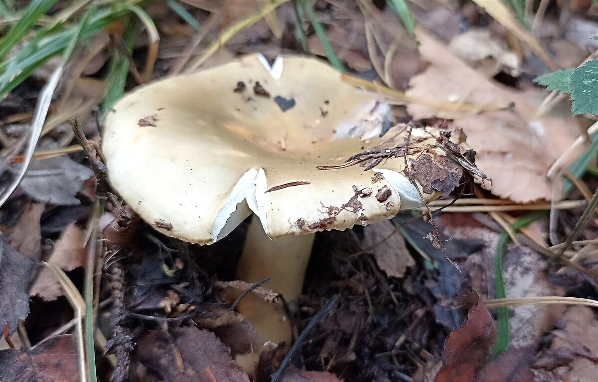 Сыроежка - Татьяна Тюменка