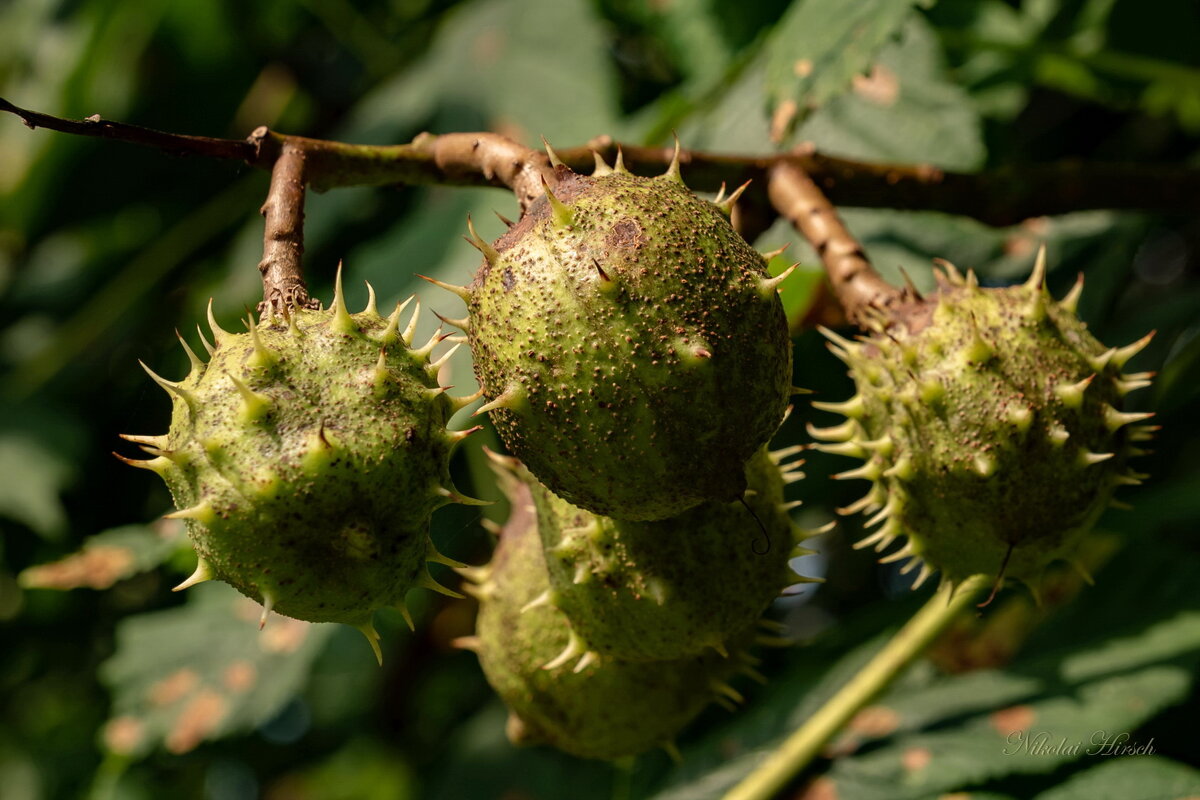 Булава... - Николай Гирш