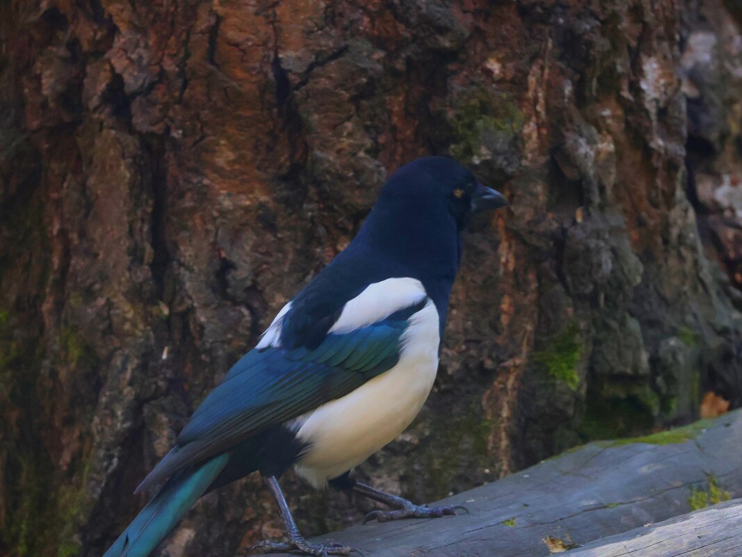 Ворона - Иван Ермен