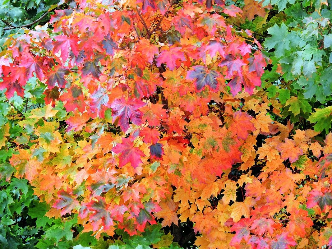 Палитра сентября - Вячеслав Минаев Палитра сентября - Вячеслав Минаев
