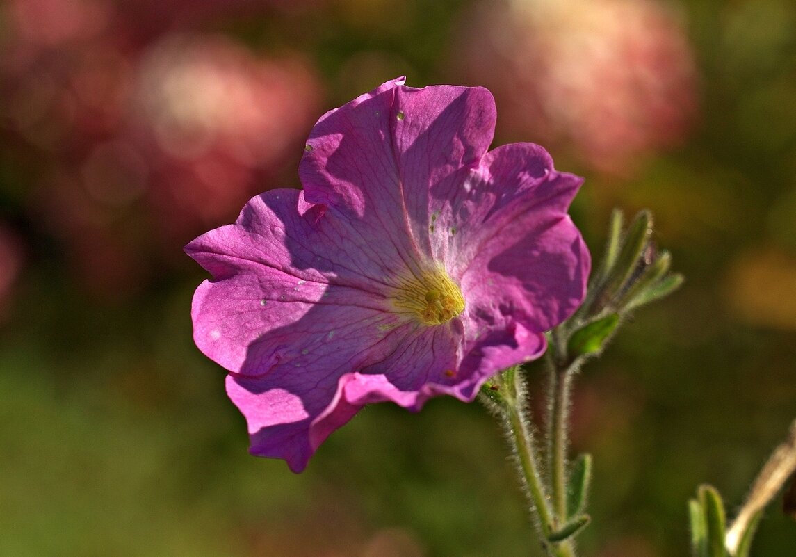 Про цветы - Вячеслав Минаев