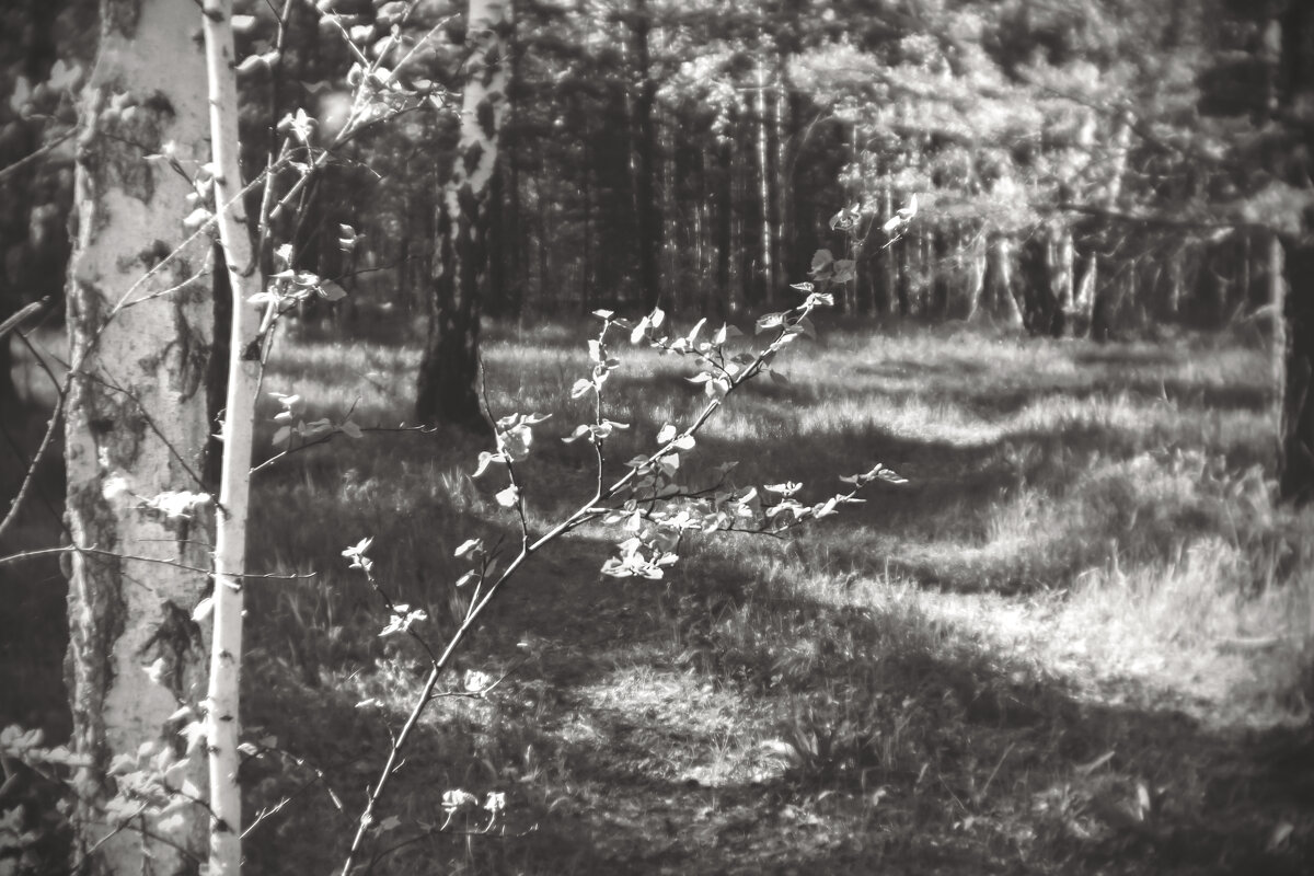 Лес (чб) - Сергей Царёв