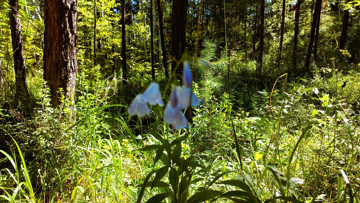 Солнце в лесу - Hope 