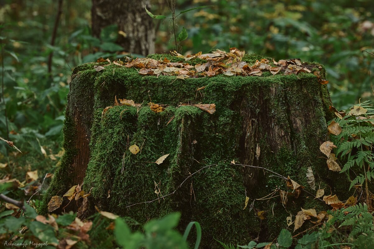 Пень - Александр Морозов