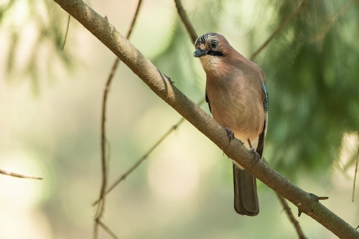 Сойка. - Виктор Евстратов Сойка. - Виктор Евстратов