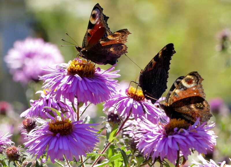 Из сегодняшней съёмки  2 - Александр Прокудин