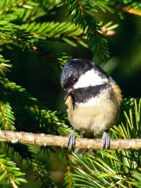 московка или малая синица - gawrilа - dan