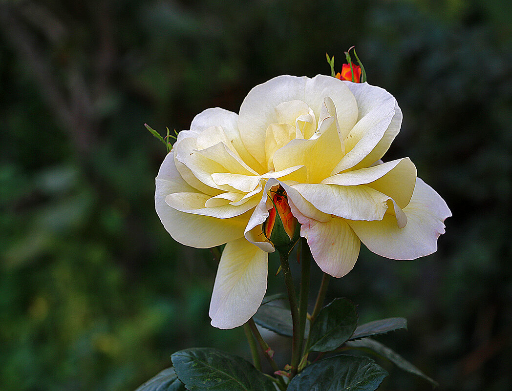 Осенняя - Светлана 