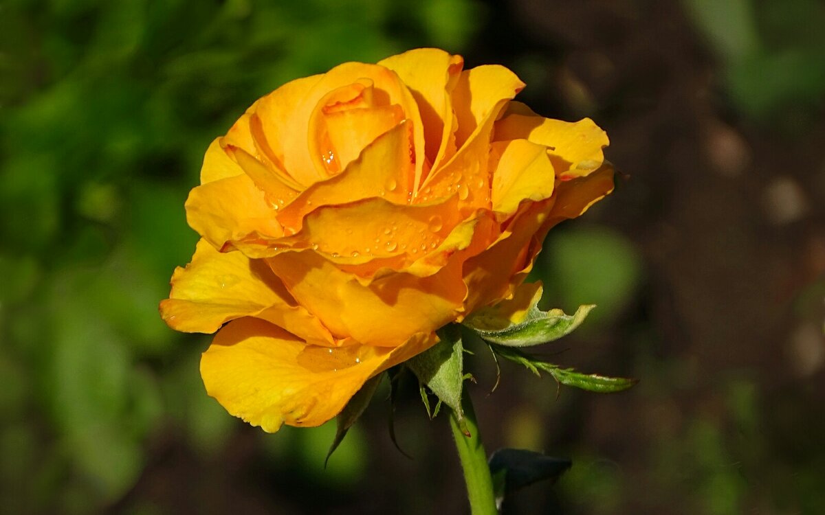 Роза сентября. - Милешкин Владимир Алексеевич 