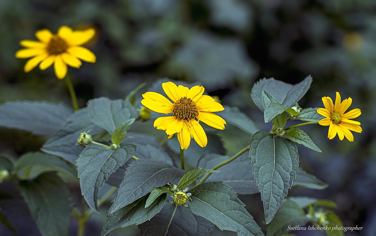 Гелиопсис — солнышко в цветнике - Светлана Ищенко
