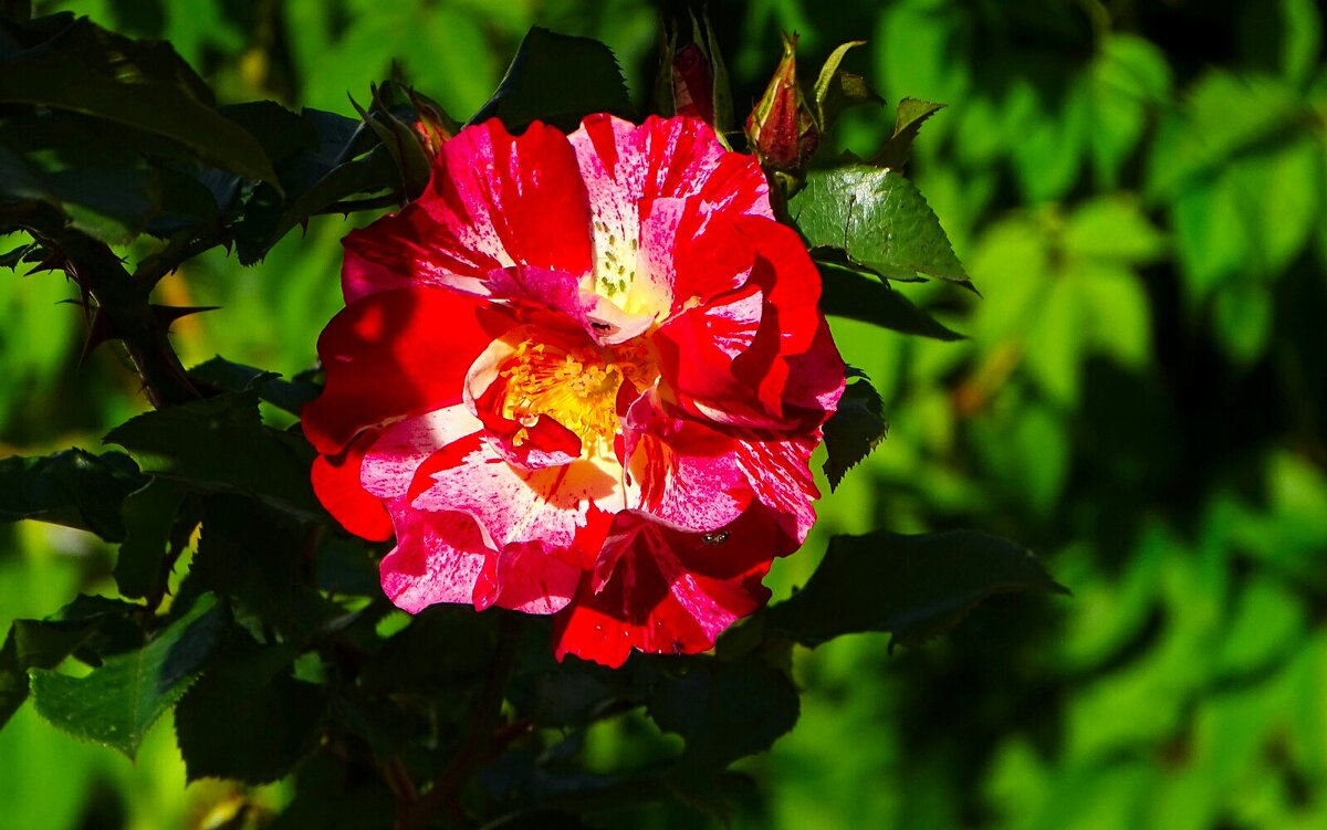 Роза сентября. - Милешкин Владимир Алексеевич 