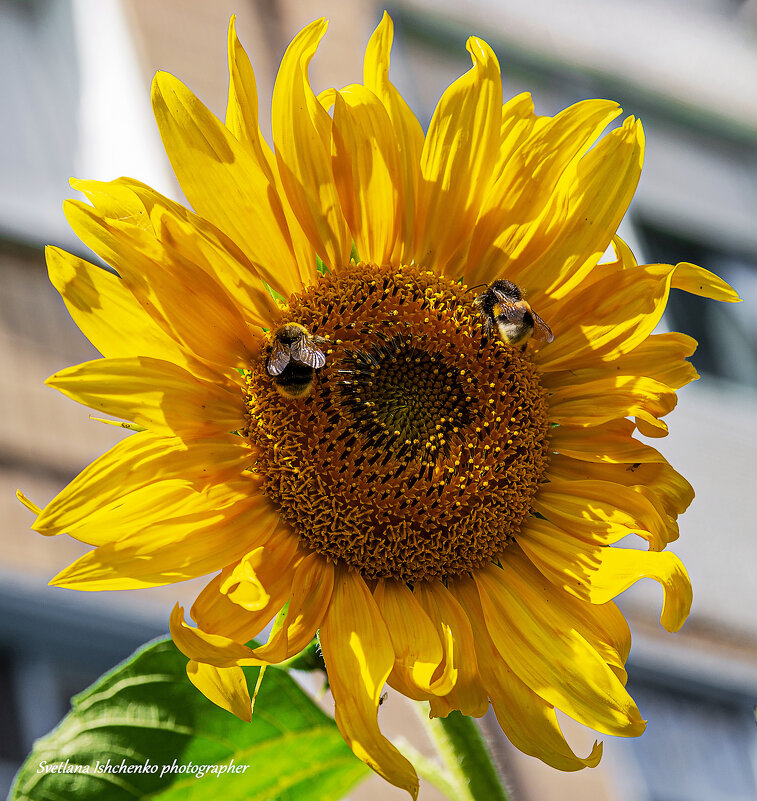 Подсолнух - спутник солнца - Светлана Ищенко