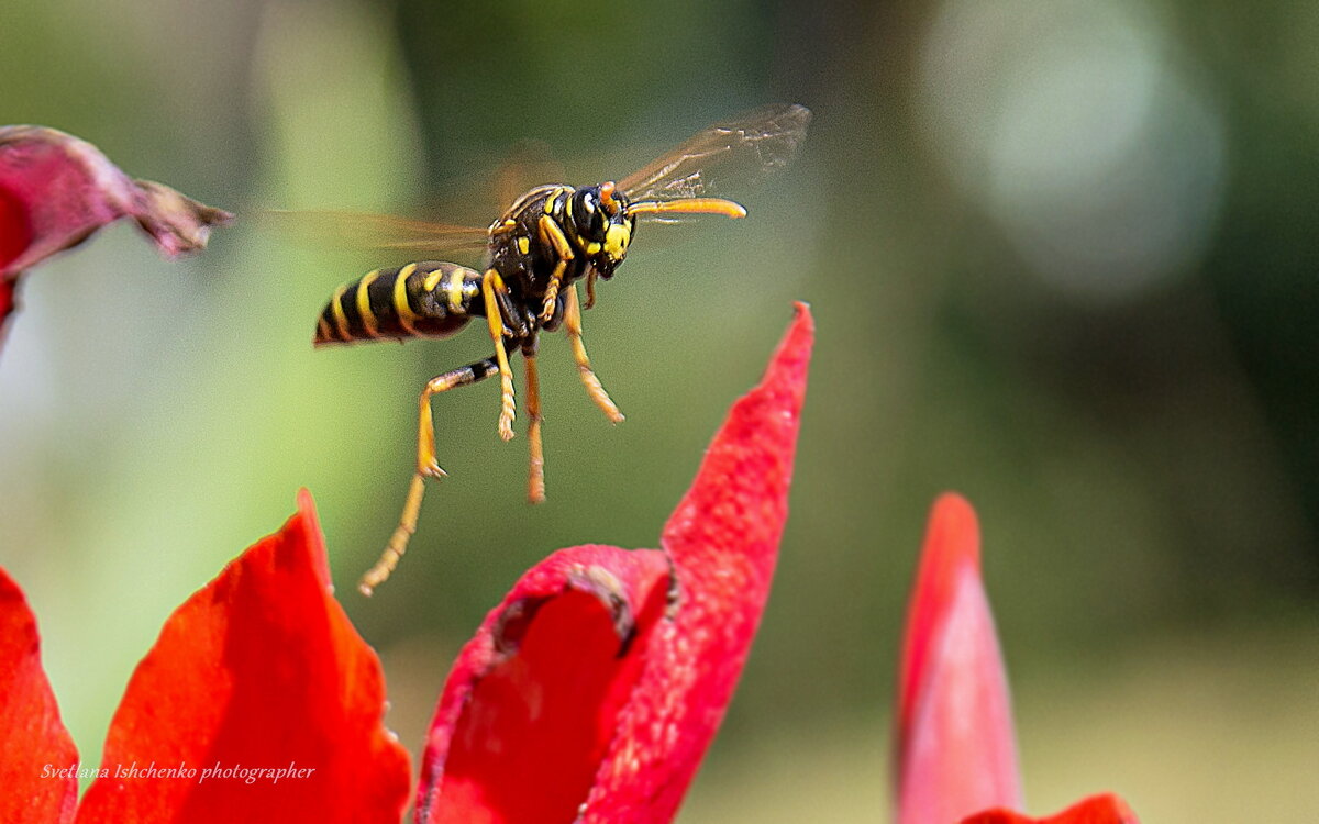 Европейская бумажная оса - Светлана Ищенко