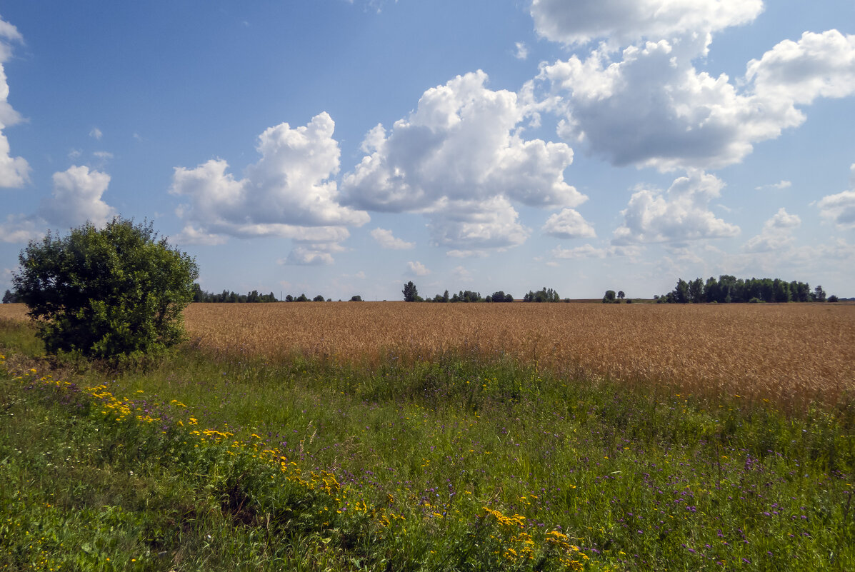 По дороге из Александрова в Кольчугино - Сергей Цветков По дороге из Александрова в Кольчугино - Сергей Цветков