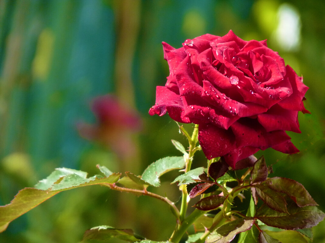 Алая  роза - Валентин Семчишин
