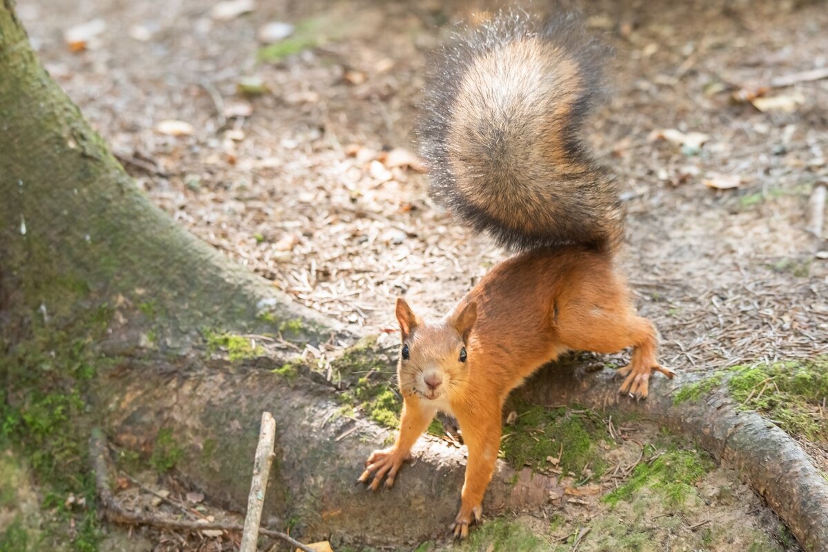 Белочка. - Виктор Евстратов