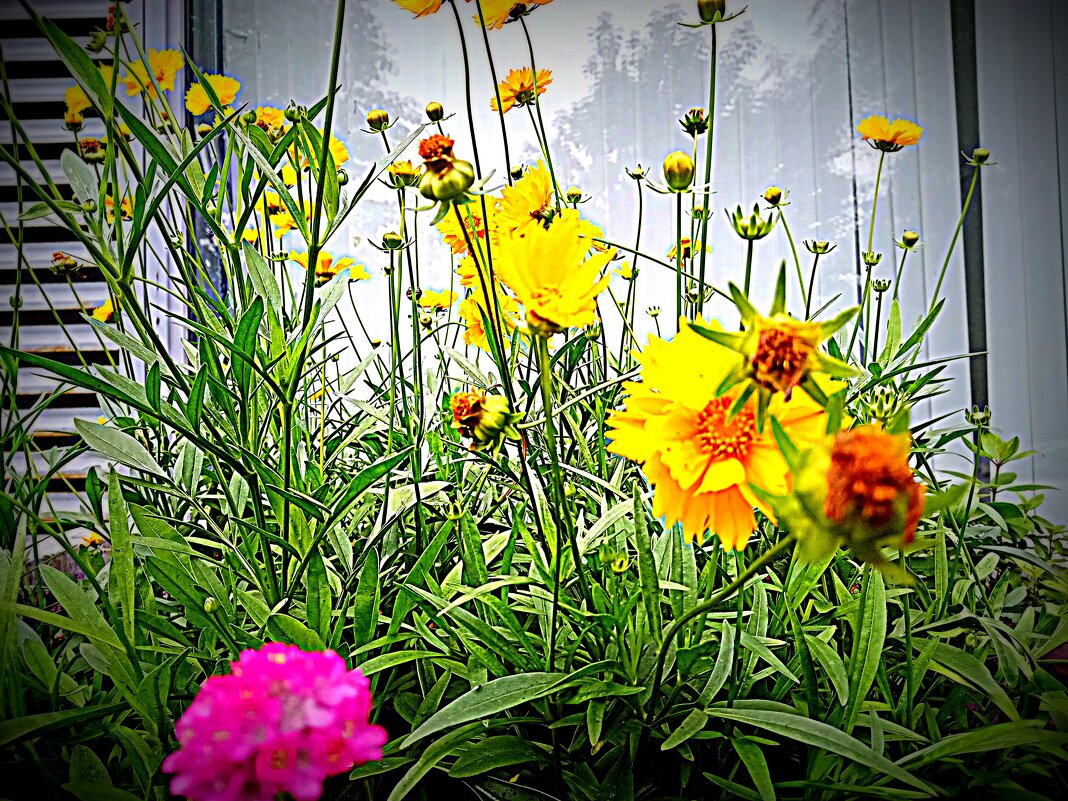 Цветы. - Владимир Драгунский