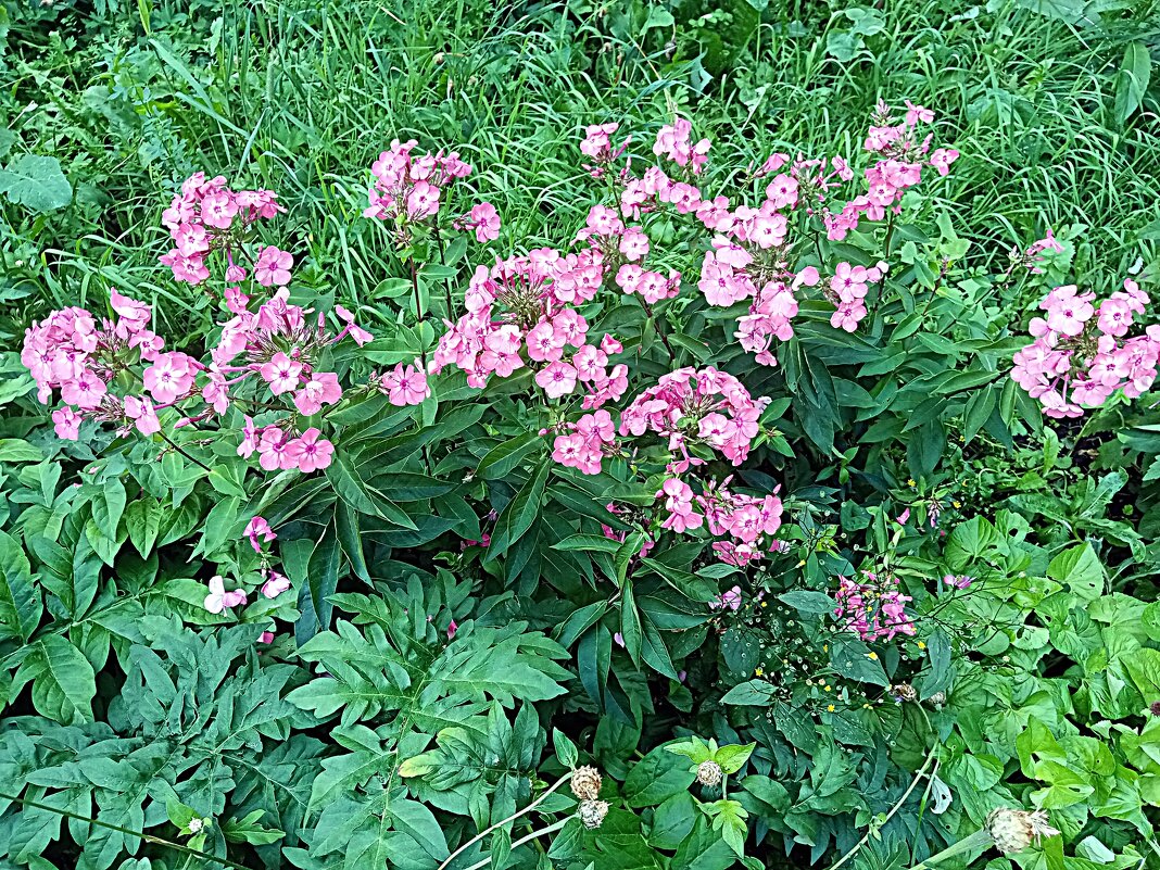 Цветы. - Владимир Драгунский Цветы. - Владимир Драгунский