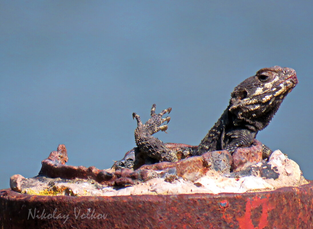 Агама - Николай Волков Агама - Николай Волков
