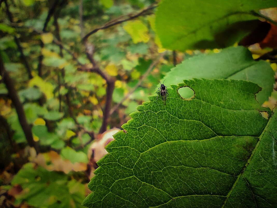 **** - Алексей Архипов
