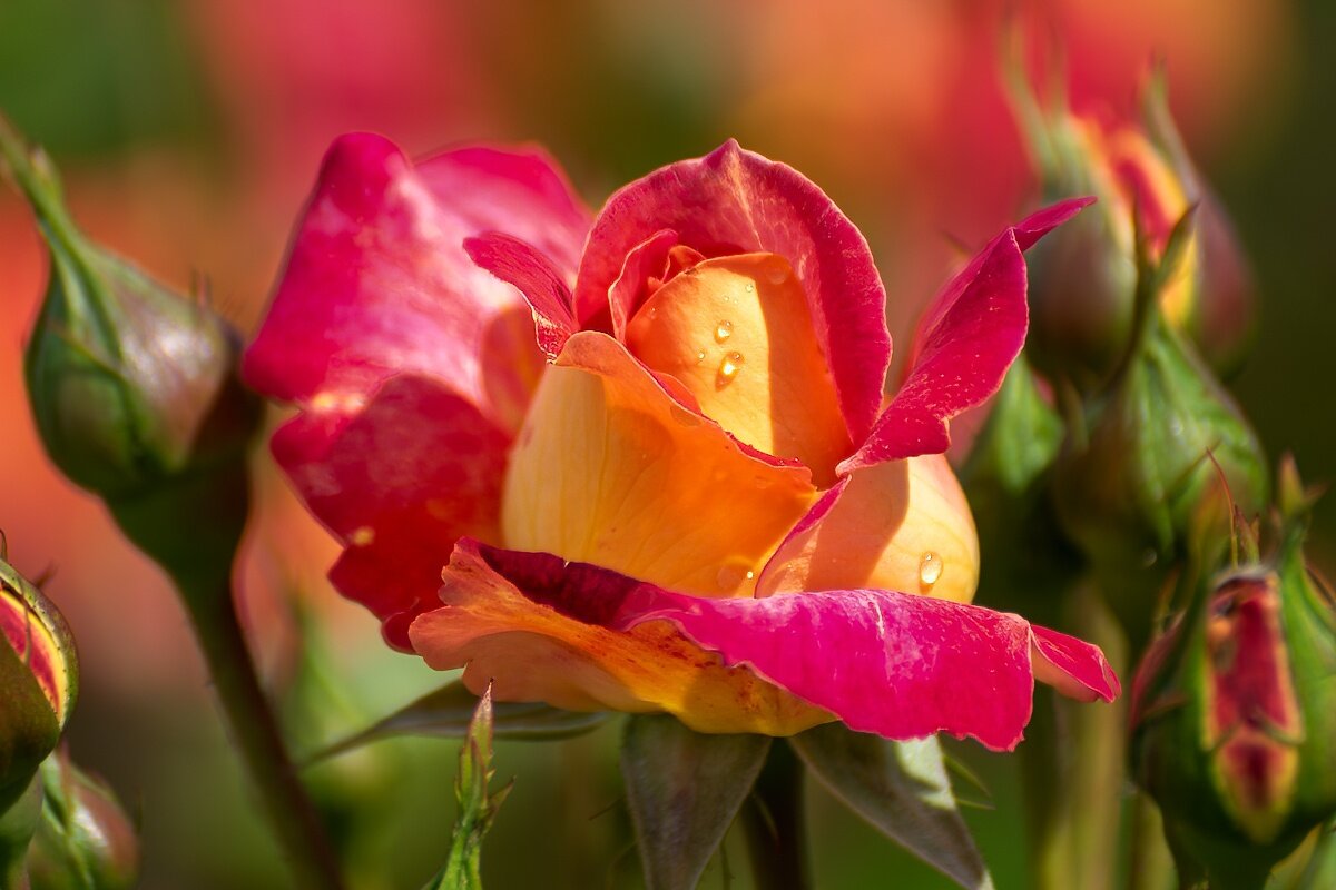 Роза - Игорь Сикорский Роза - Игорь Сикорский