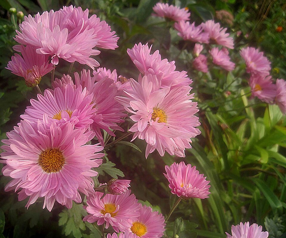 Цветы осени - Елена Семигина