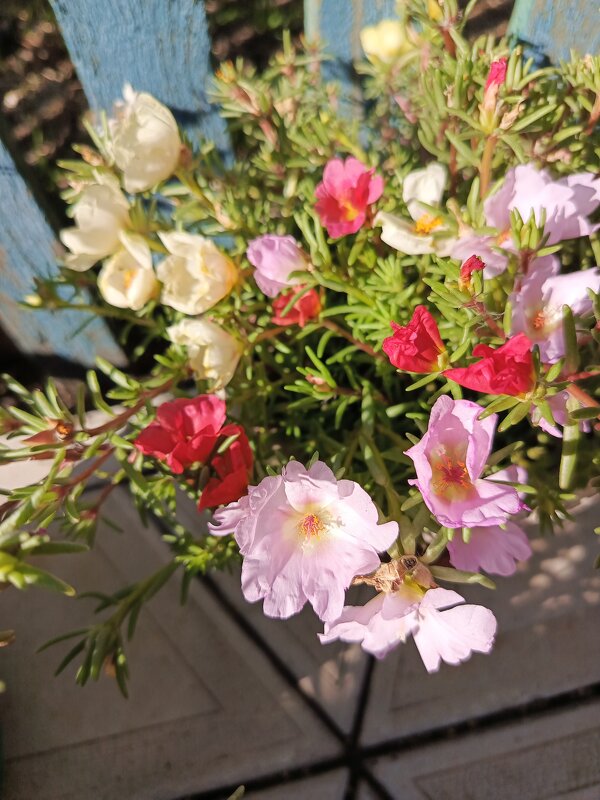 Портулак цветет - Татьяна Пальчикова