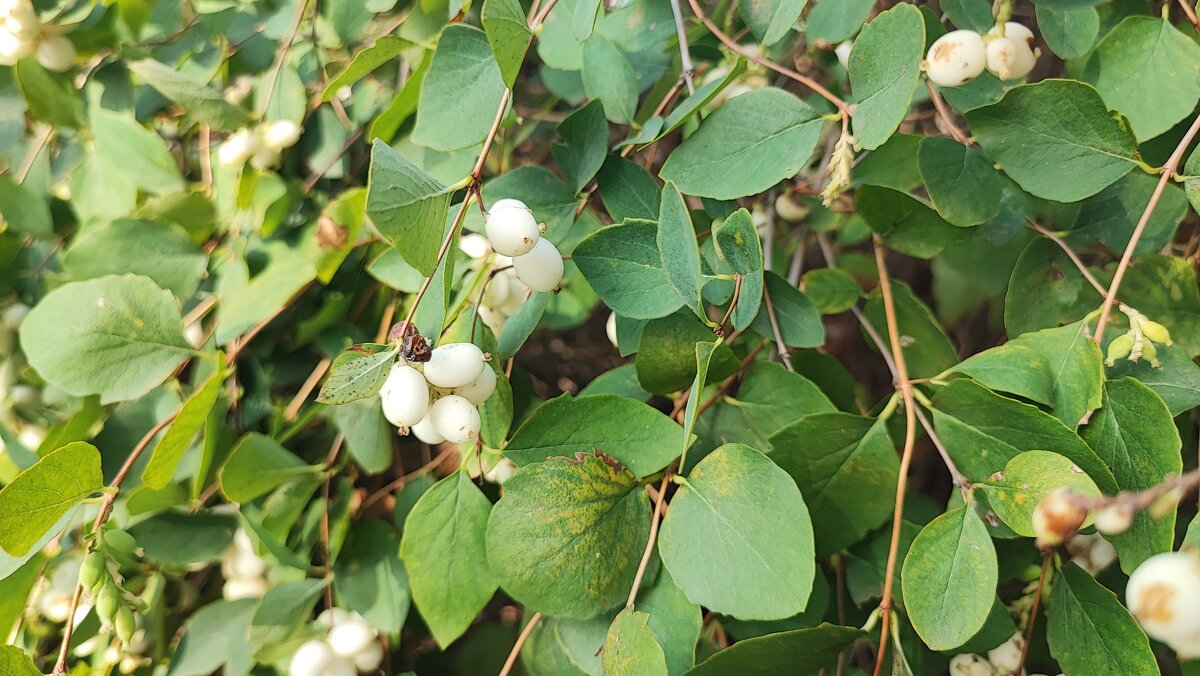 ,,, - Сергей Тимоновский