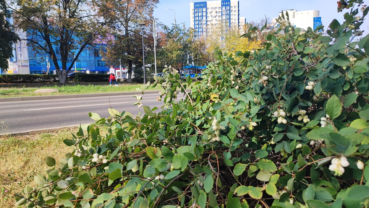 ,,, - Сергей Тимоновский