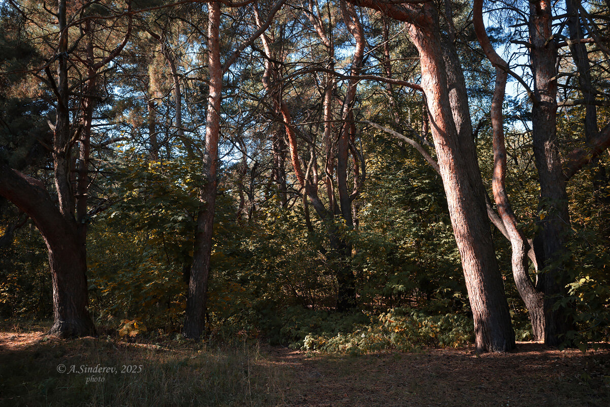 В сосновом бору - Александр Синдерёв